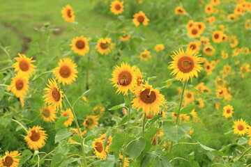 the beginning of fall