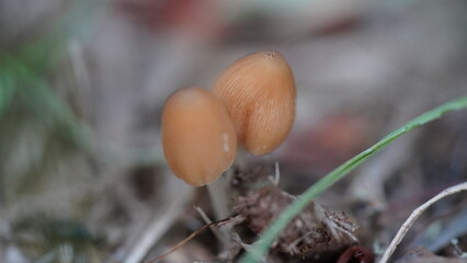 mushrooms in the forest