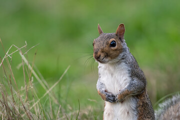 Grey squirrel (Sciurus carolinensis) stands in the grass, London, UK