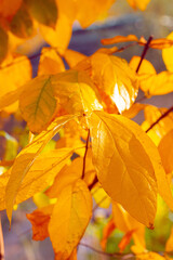 Colorful dotted autumn leaves