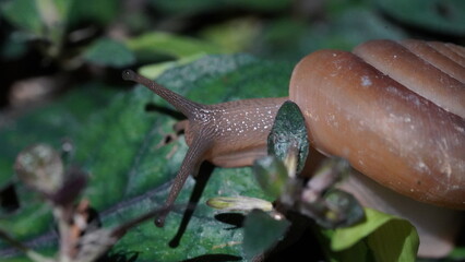 Humphrey's Land Snail (Hemiplecta humphreysiana) on a leaf