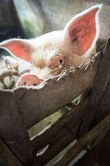 Świnia w chlewie czeka na karmę - obrazy, fototapety, plakaty