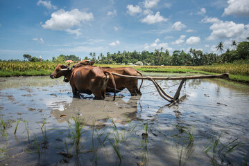 Tradycyjne, azjatyckie rolnictwo, które odbywa się za pomocą krów i bawołów - sadzenie ryżu - obrazy, fototapety, plakaty
