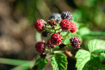 Close-up - Blackberry branch with green leaves and many red, brown and black colored berries.