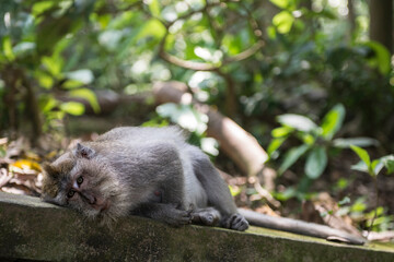 Dzika małpa makak jawajski odpoczywająca w Małpim Gaju