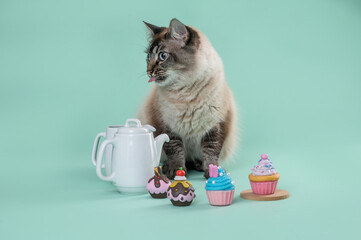 Cat posing with mug, teapot, coffee, kitchenware set and colorful cupcakes in the studio by a green...