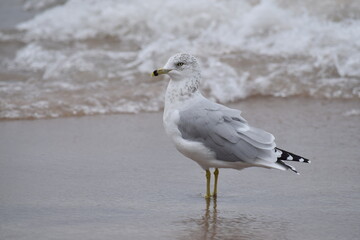 Ring billed gull on a beach, on a cloudy day, with the sea in the background