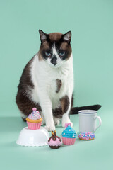 Cat posing with mug, teapot, coffee, kitchenware set and colorful cupcakes in the studio by a green background