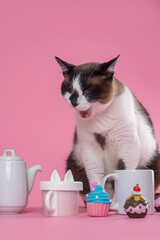 Cat posing with mug, teapot, coffee, kitchenware set and colorful cupcakes in the studio by a pink background