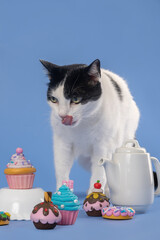 Cat licking the face posing with teapot, coffee, kitchenware set and colorful cupcakes in the studio by a blue background