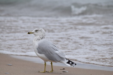 Seagull with waves in the background on a cloudy day