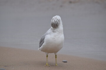 Ring billed gull preening on a sandy beach. Seagull cleaning rearranging its feathers, as part of grooming process