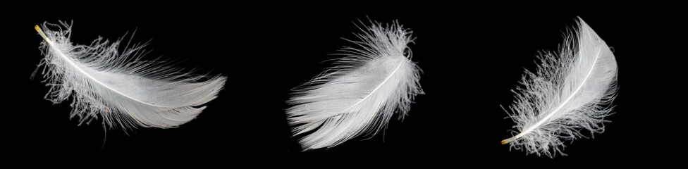 white feather of a goose on a black background