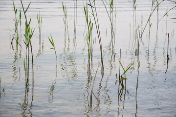 Tender common reed reflecting in the water waves of a lake - abstract and mystical water landscape, at sunset, blurred background, nature protection, texture 
