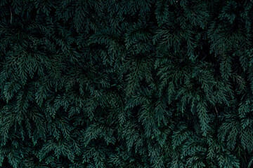 Dark Green Fern for background	