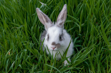 Easter bunny on the grass. Beautiful rabbits on a green background with copy space. Easter concept, colorful background for greeting card.