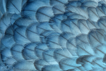Colorful feathers of a parrot close-up as a bright beautiful background with a place for text for design.