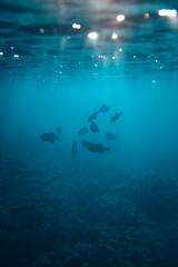 School of dark fish swimming under water in deep blue ocean at sunset with light rays coming...