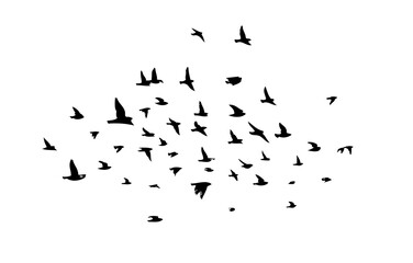 A flock of flying birds. Free birds. Vector illustration