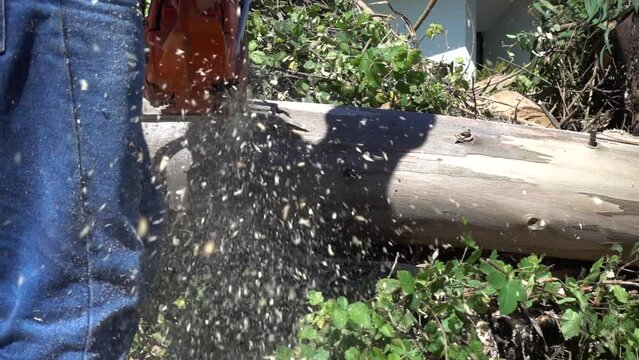 A chainsaw cuts a Tree