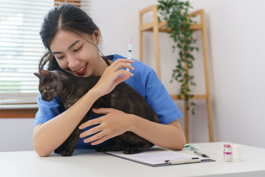 Pet Care Concept, Female Veterinary Prepare Vaccinations To Injection The Cat In Vet Clinic