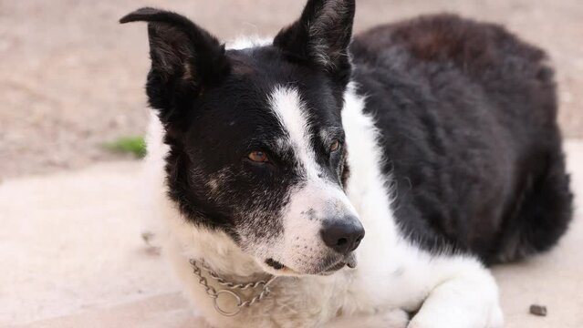 Old border collie dog laying down his head and falling asleep, appears to die