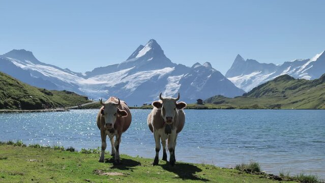 Cow on Lake Bachalpsee in the Swiss Alps. Panasonic Lumix S1 ProRes422HQ (4K, 29.97fps, Vlog basic color correction)