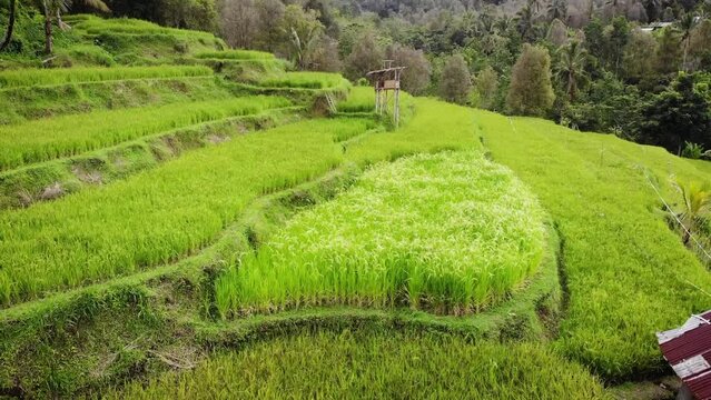 Aerial HD drone footage of amazing green rice terraces in the middle of the Balinese jungle, Bali, Indonesia.
Traveling + tilt movements, low angle.