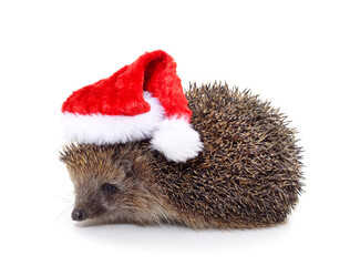 One brown hedgehog in a Christmas hat. © ANASTASIIA