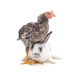 White rabbit with brown chickens.