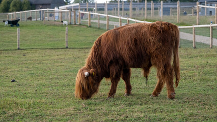 Side view of big brown hairy cow
