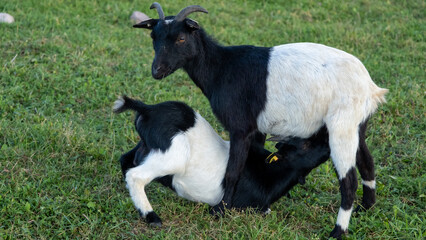 young goat tugs at mother's teats to suckle milk