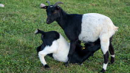 Obraz premium young goat tugs at mother's teats to suckle milk