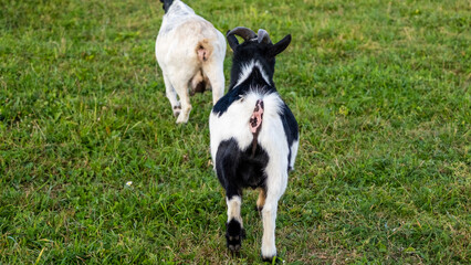 Obraz premium Rear view of two spotted goats. with raised tails