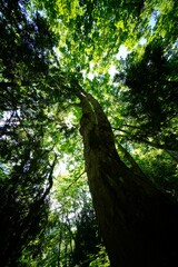 Fototapeta premium 森の木々
