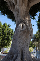 Detail of the ficus tree-top, Lanzarote, Spain