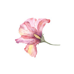 Hawaiian tropical hibiscus flower hand drawn in watercolour loos style. Isolated pink and purple petal transparent flower on white. Logo stationery design element. 