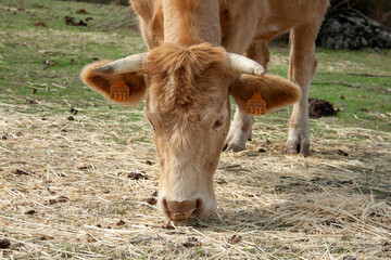 cow in freedom grazing in the spanish dehesa