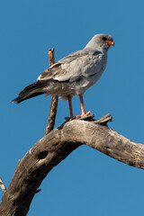 Autour chanteur, .Melierax canorus, Pale Chanting Goshawk
