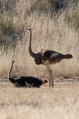 Fototapeta premium Autruche d'Afrique, .Struthio camelus, Common Ostrich, Désert du Kalahari, Afrique du Sud