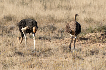 Autruche d'Afrique, .Struthio camelus, Common Ostrich, D&eacute;sert du Kalahari, Afrique du Sud
