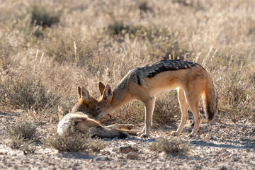 Chacal à chabraque, mange une Pintade, Canis mesomelas, Afrique