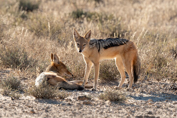 Chacal à chabraque, mange une Pintade, Canis mesomelas, Afrique
