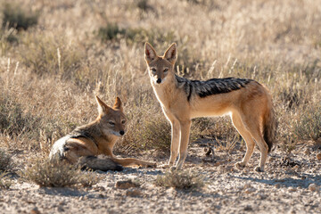 Chacal à chabraque, mange une Pintade, Canis mesomelas, Afrique