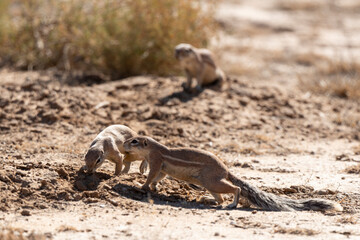 Ecureuil de terre du Cap, Xerus inauris, Désert du Kalahari, Afrique du Sud