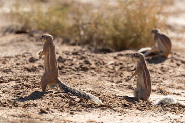 Ecureuil de terre du Cap, Xerus inauris, Désert du Kalahari, Afrique du Sud