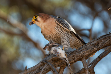 Faucon chicquera,.Falco chicquera, Red necked Falcon