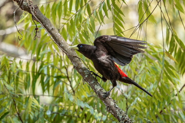 Red-rumped Cacique - Guaxe