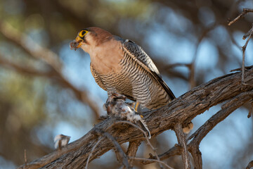 Faucon chicquera,.Falco chicquera, Red necked Falcon