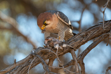 Faucon chicquera,.Falco chicquera, Red necked Falcon